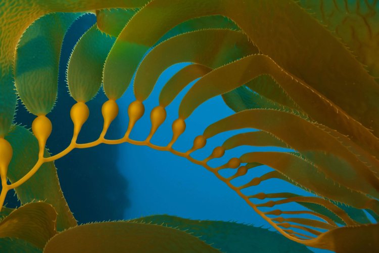 Биоферментированная Ламинария  