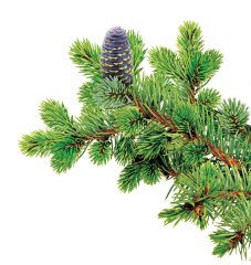 Гидролат Пихты